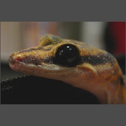 Marbled Velvet Gecko.october-2003-images.zacharoo.comDscn2315.jpg